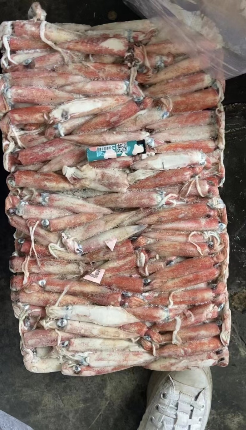 东山小管批发红鱿批发鱿鱼刺身鱿鱼红鱿批发鱿鱼