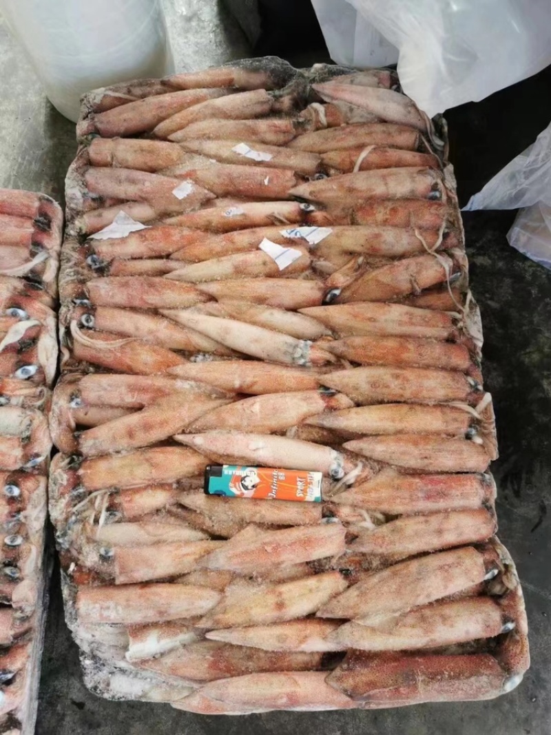 东山小管批发红鱿批发鱿鱼刺身鱿鱼红鱿批发鱿鱼