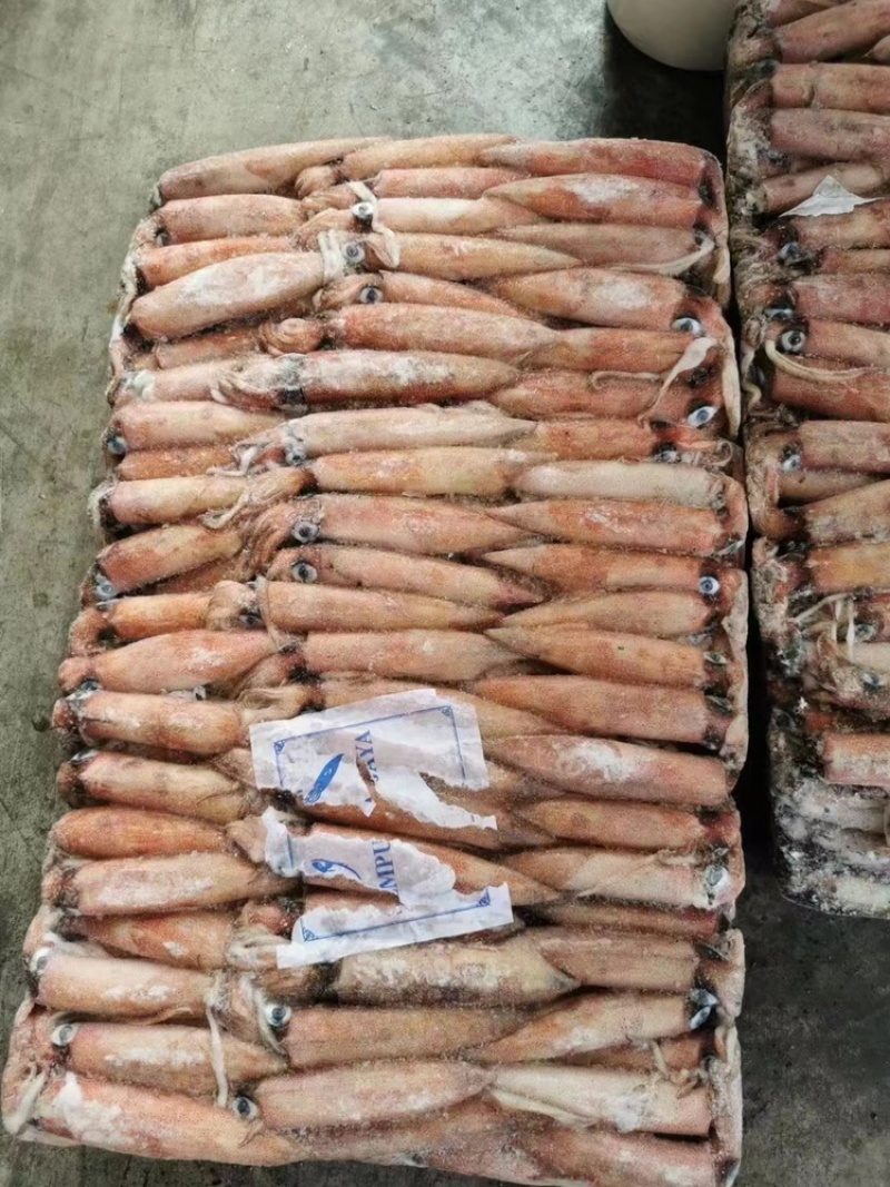 东山小管批发红鱿批发鱿鱼刺身鱿鱼红鱿批发鱿鱼