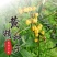 优质黄精种子老虎姜种子黄精净籽发芽率高提供种植技术