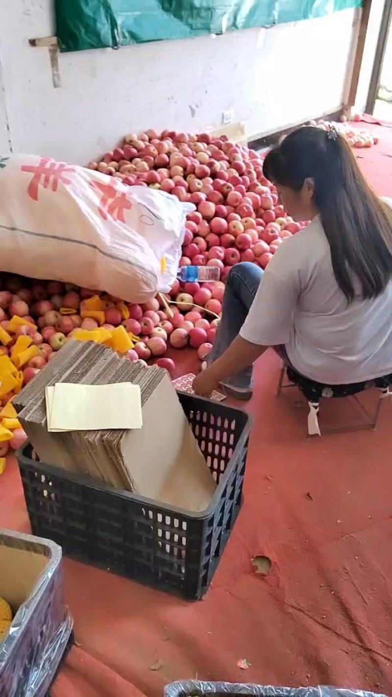 各位老板好，新世纪苹果已大量上市，需要的老板请赶紧联系。