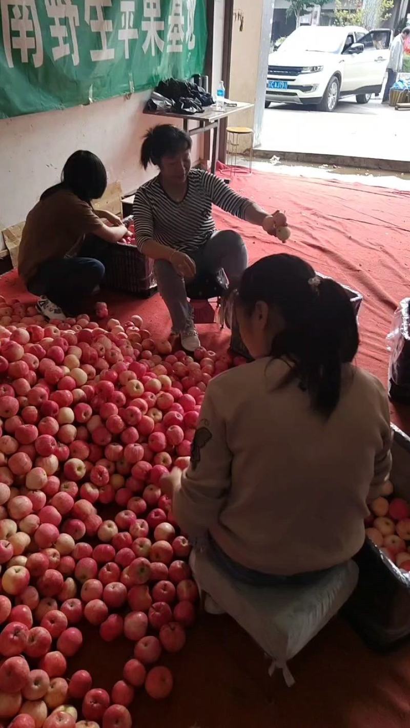 各位老板好，新世纪苹果已大量上市，需要的老板请赶紧联系。