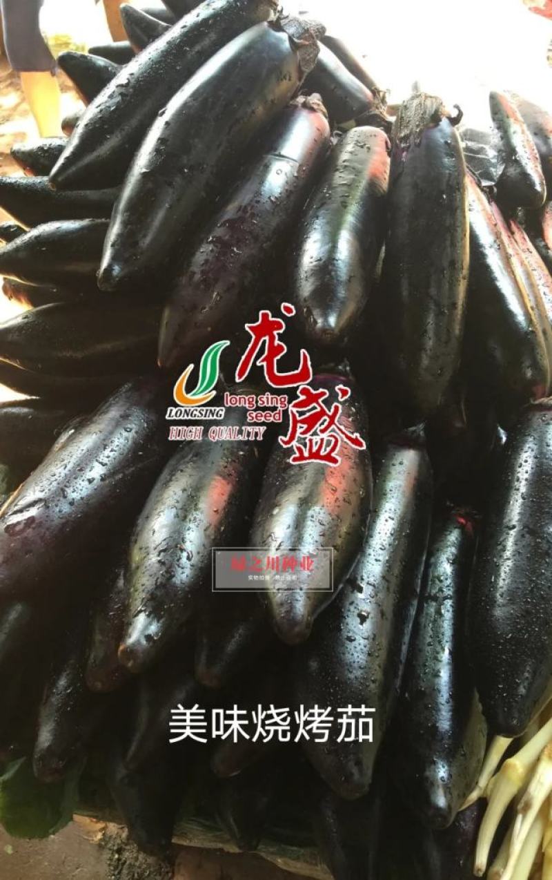 美味烧烤茄种子早熟杂交新品种果实粗棒顺直卖相好茄子种子