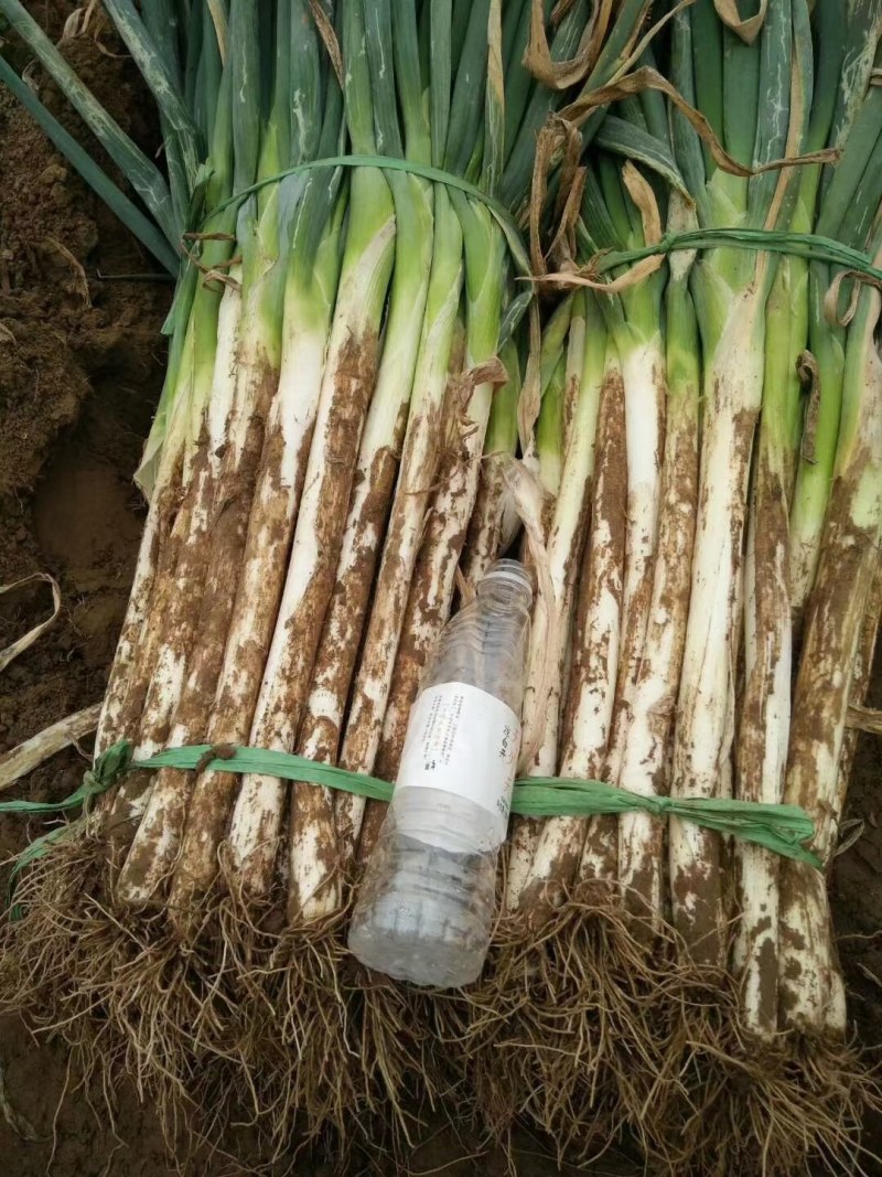 长白大葱，大量有货，质量很好，我地区长白大葱大量上市中！