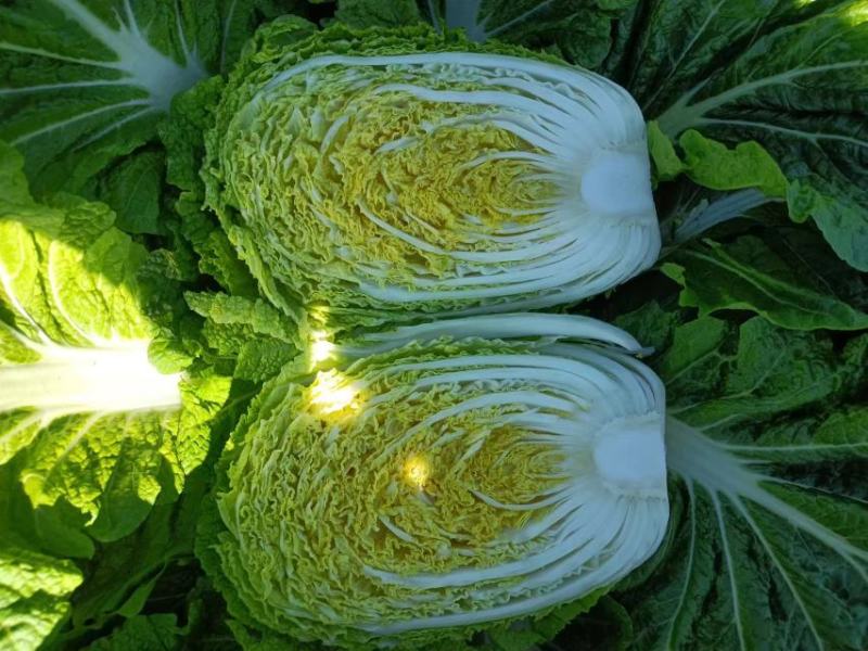 保定市清苑区谢庄市场甘蓝圆包菜产地直供各种蔬菜上市