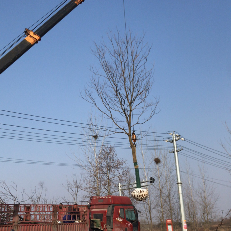 乌桕3-30公分供应，18公分上车价，丛生乌桕量大