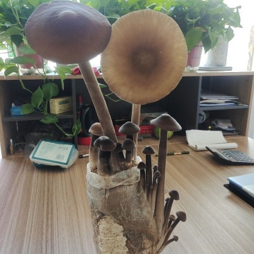 黑皮鸡枞