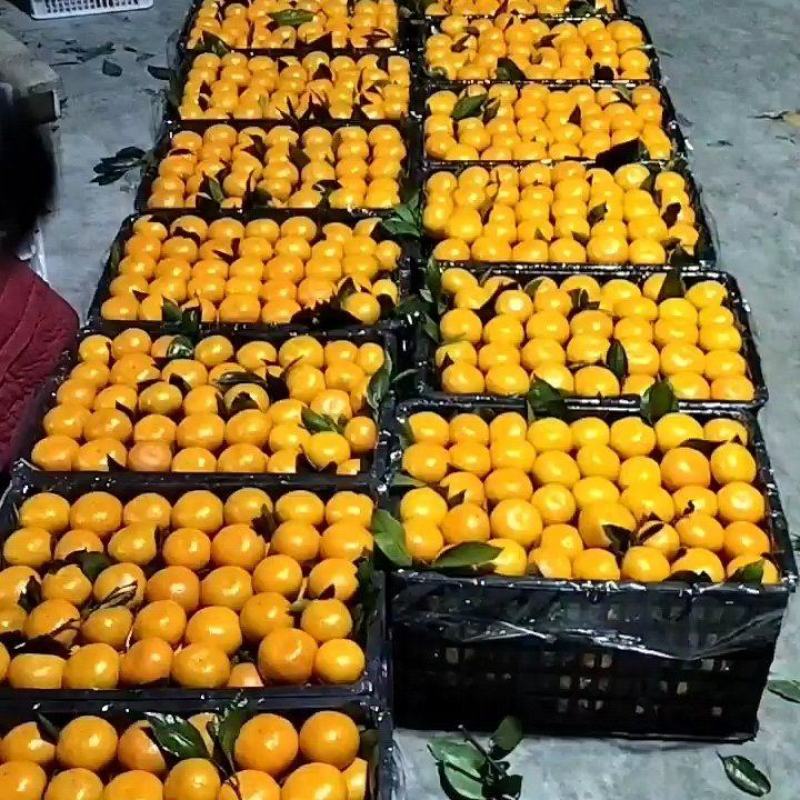 陕西省汉中市城固县蜜桔己大量成熟上市了。日供100吨