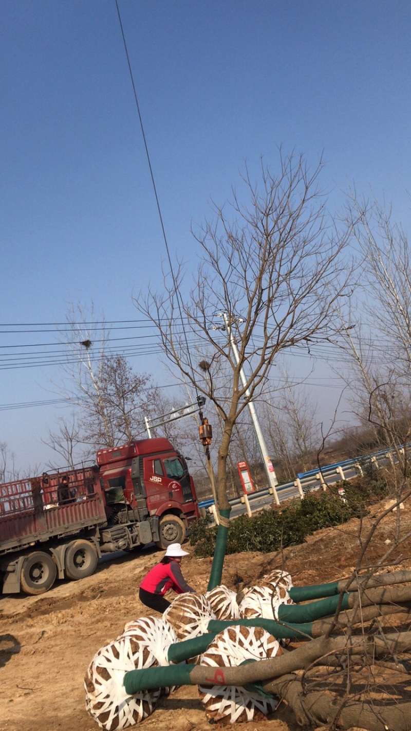 乌桕3-30公分供应，18公分上车价，丛生乌桕量大