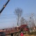 乌桕3-30公分供应，18公分上车价，丛生乌桕量大