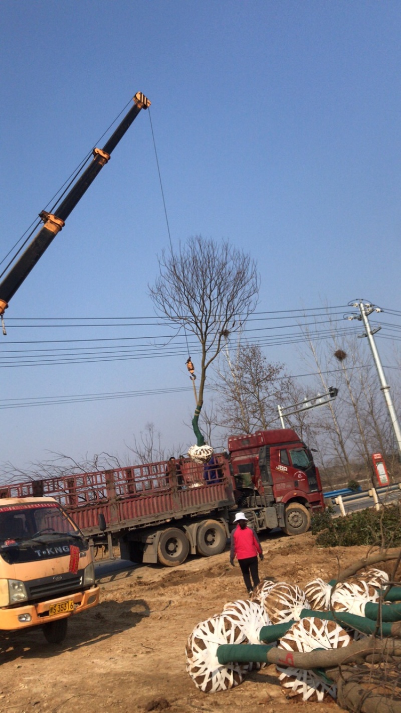 乌桕3-30公分供应，18公分上车价，丛生乌桕量大