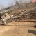 乌桕3-30公分供应，18公分上车价，丛生乌桕量大