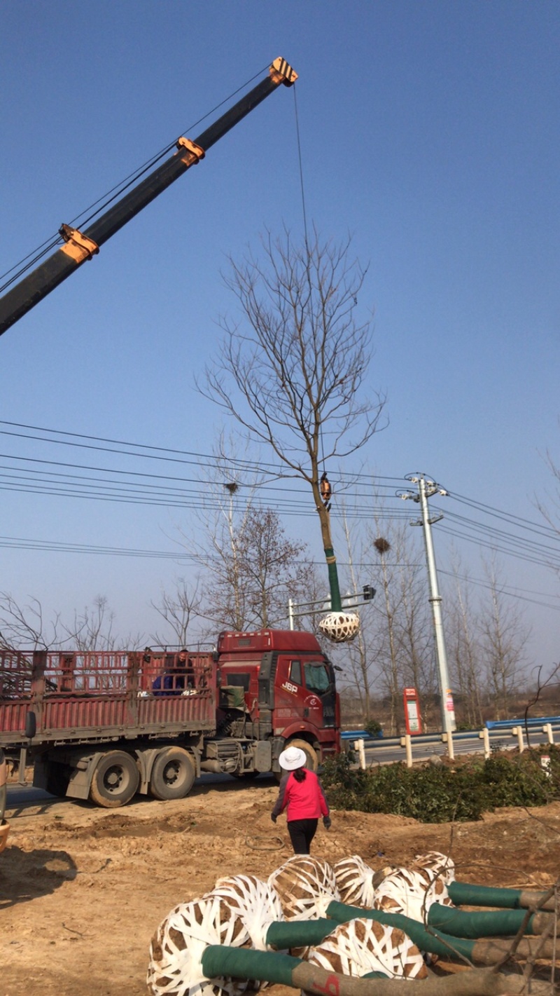 乌桕3-30公分供应，18公分上车价，丛生乌桕量大