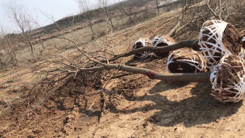 乌桕3-30公分供应，18公分上车价，丛生乌桕量大