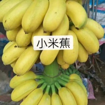 广西小米蕉