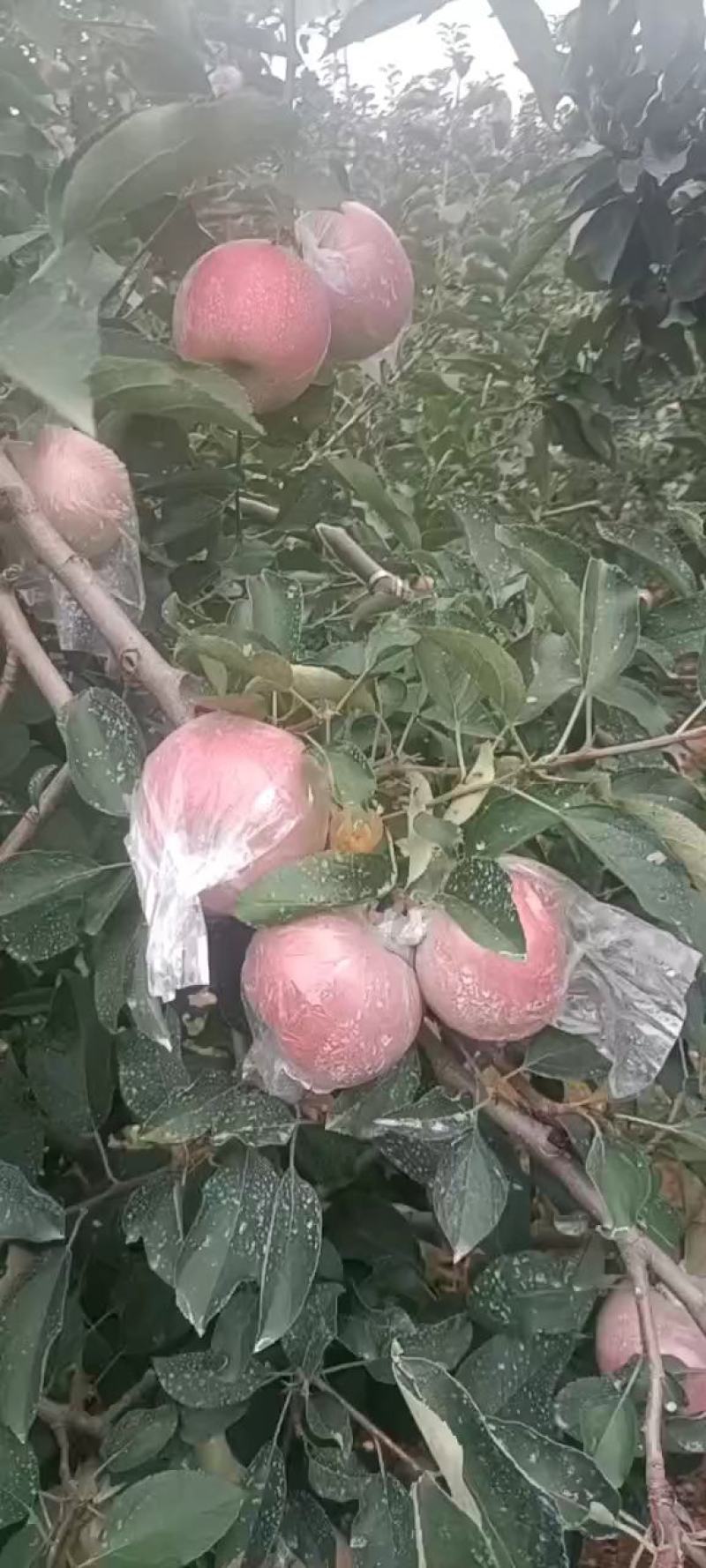 膜袋红富士苹果大量上市欢迎各位老板来采购