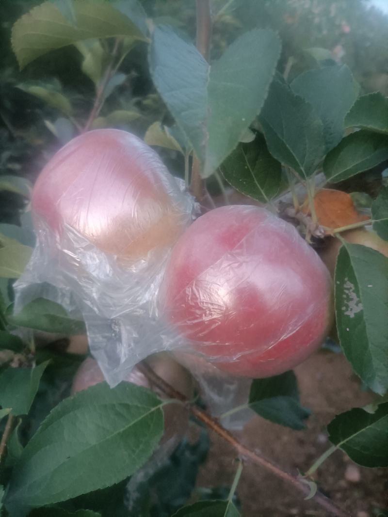 膜袋红富士苹果大量上市欢迎各位老板来采购