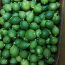 广东香水柠檬无籽浓香型奶茶店柠檬茶专用