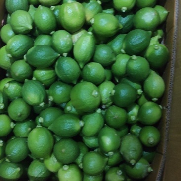 广东香水柠檬无籽浓香型奶茶店柠檬茶专用
