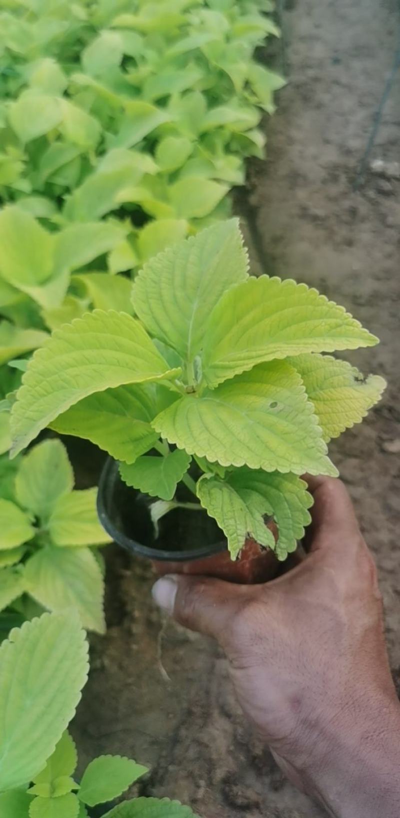 火焰彩叶草基地直发品质保证欢迎联系