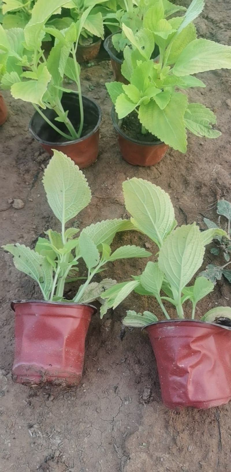 火焰彩叶草基地直发品质保证欢迎联系