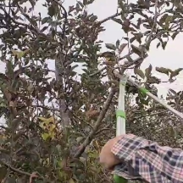 园林绿化用高空剪佐一郎大力剪高枝剪果树落头修枝