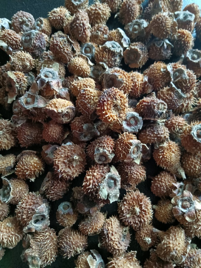 毛刺梨