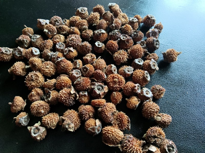 毛刺梨