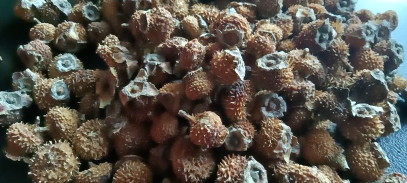 毛刺梨