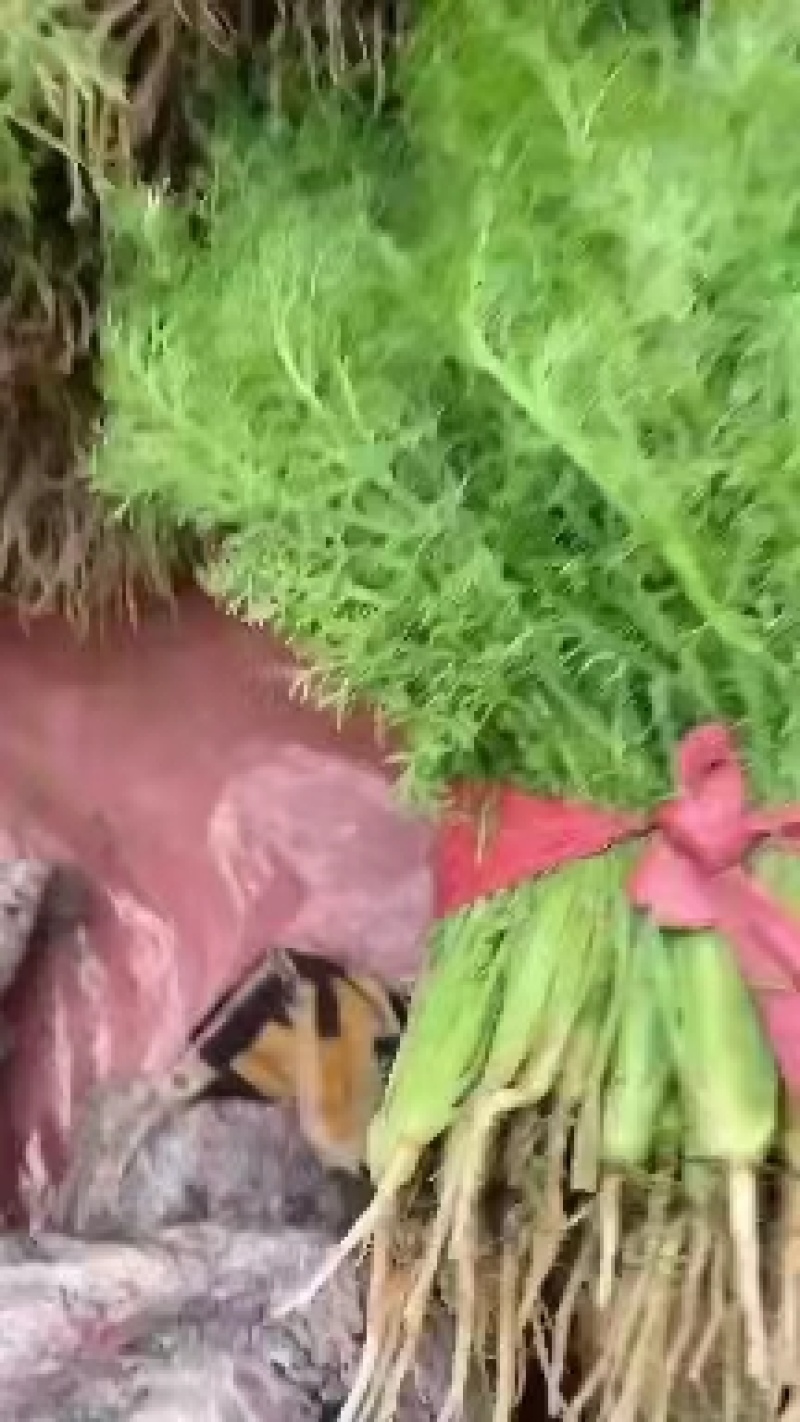 产地一手货源精品茴香苗大量现货需要的老板前来采购
