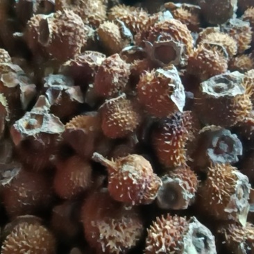 毛刺梨干果