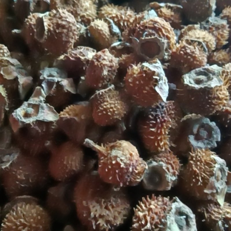 毛刺梨干果
