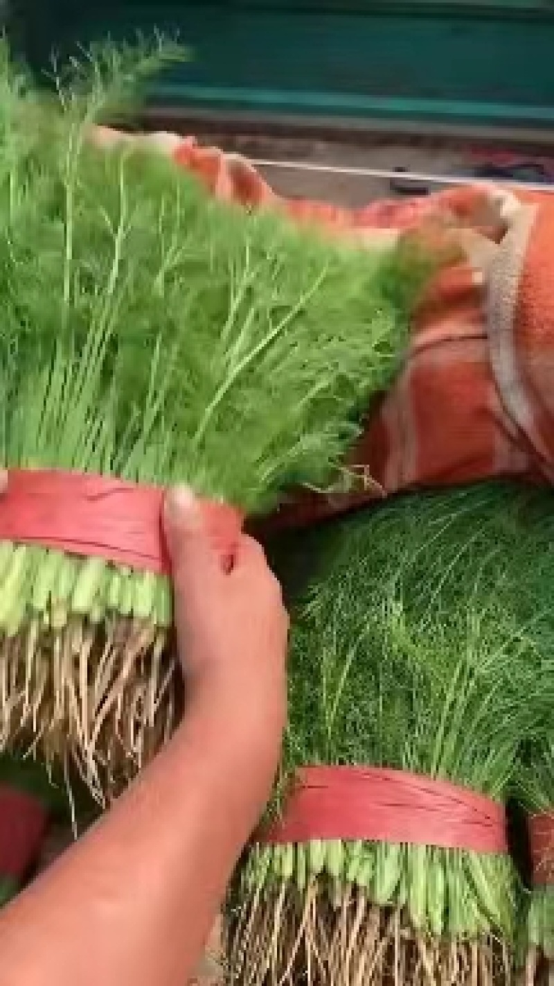 产地一手货源精品茴香苗大量现货需要的老板前来采购