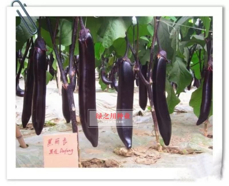 龙盛黑丽长茄子种子黑色长茄油黑长条茄子种籽黑长茄种籽