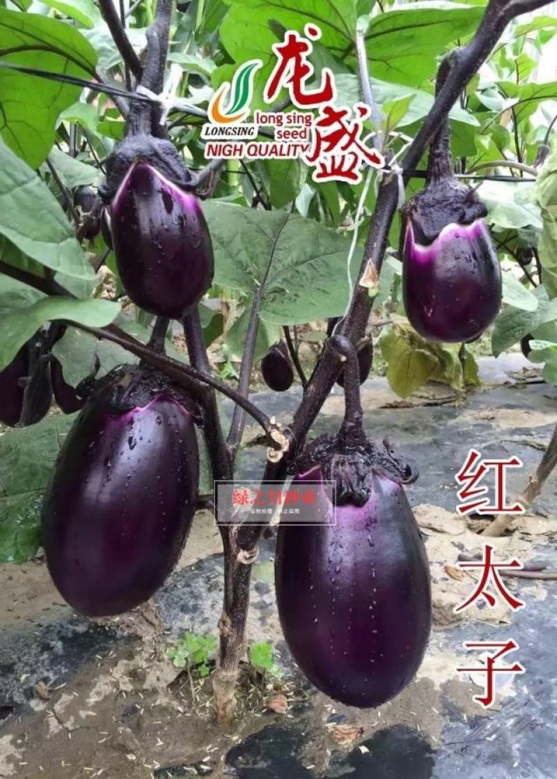 龙盛红太子茄子种子一代杂交早熟果肉白色紫红圆茄种子
