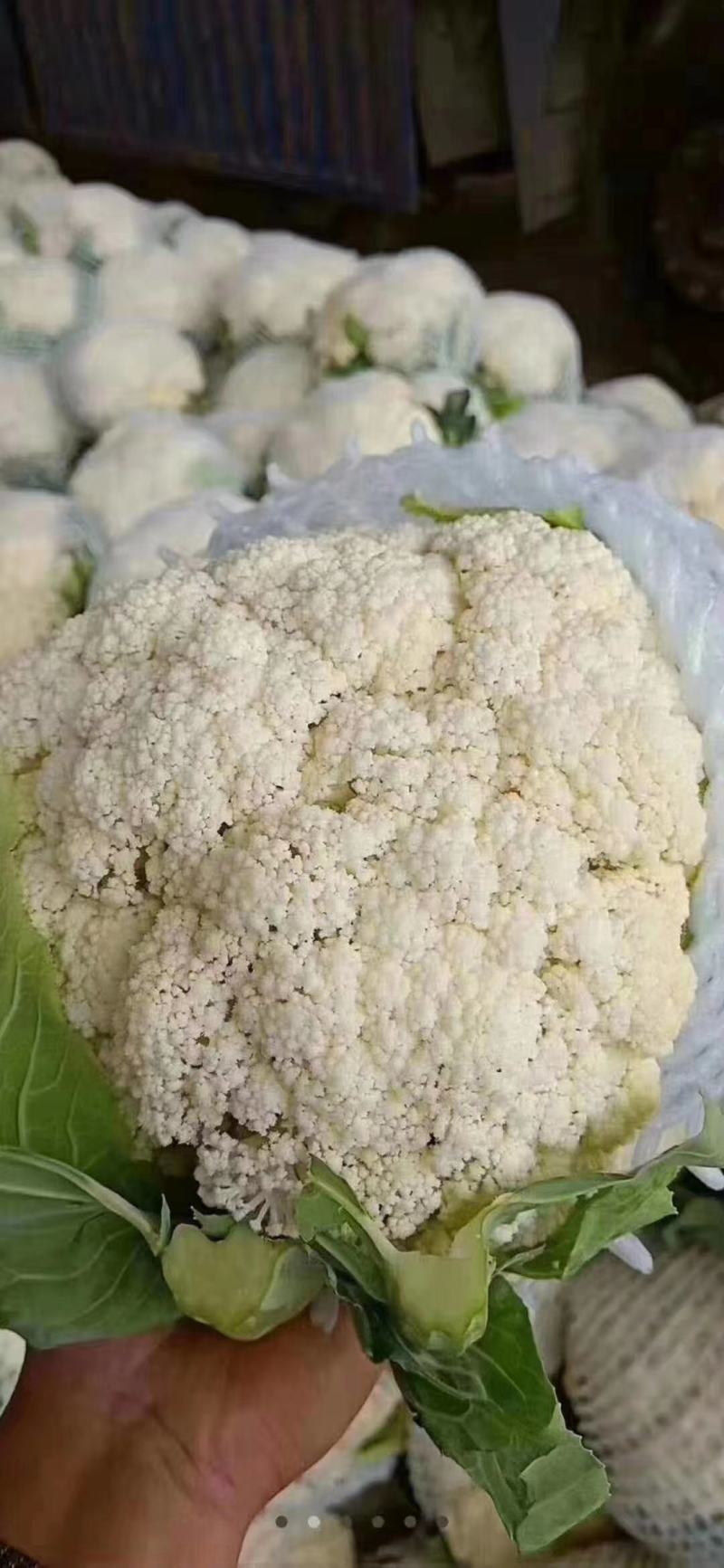 本地松花实花大量上市，产地直发需要的老板可以选购