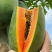 【产地直发】云南新鲜红心木瓜现摘现发量大从优一手货源