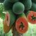 【产地直发】云南新鲜红心木瓜现摘现发量大从优一手货源