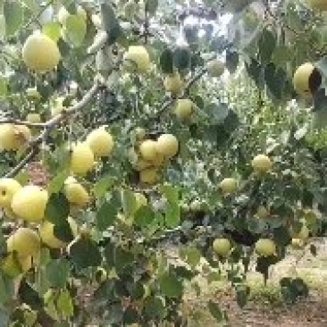 果农自家种植，电话***********