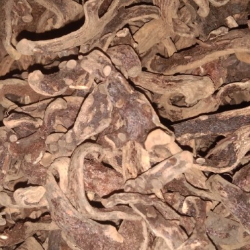 骨碎补