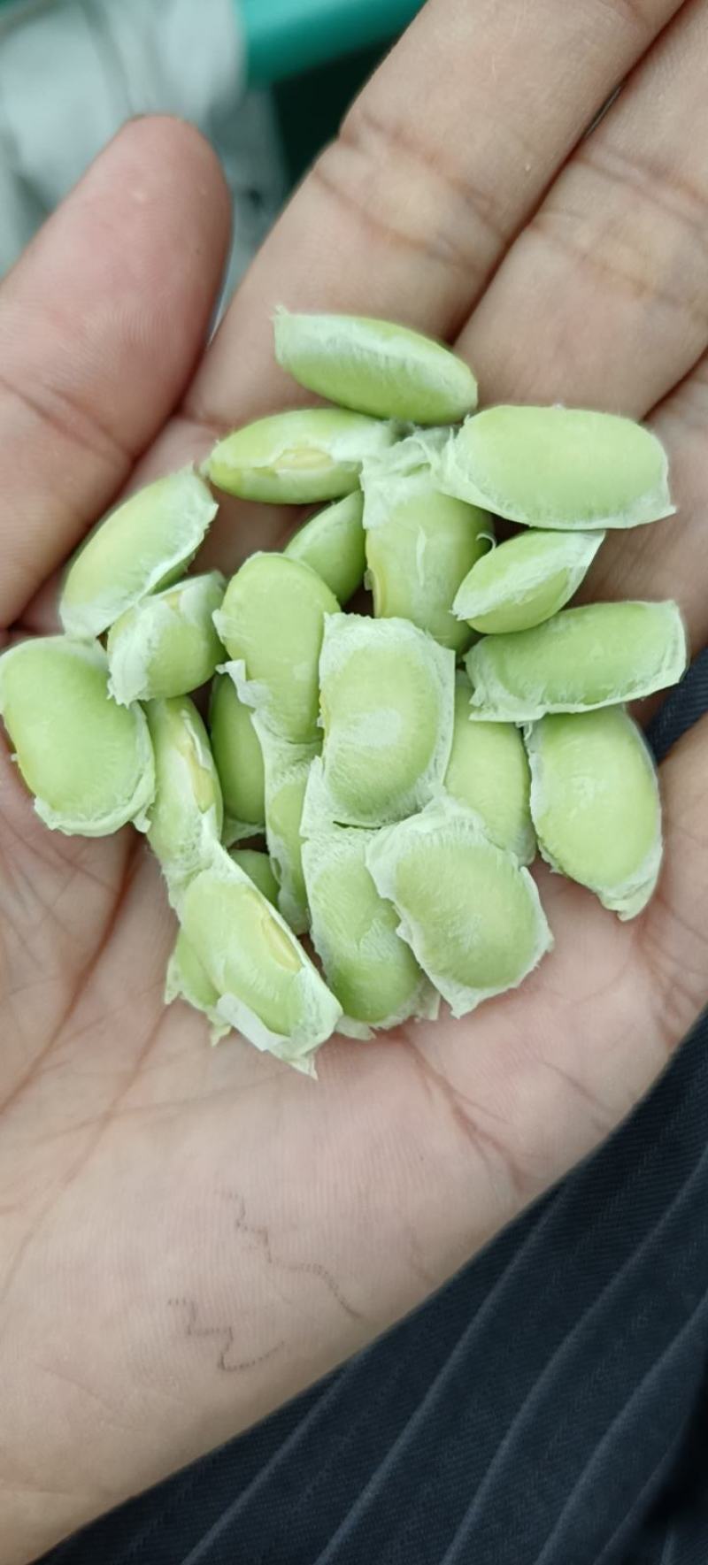 山区精品毛豆，打米豆，大量上市，欢迎您的下单！
