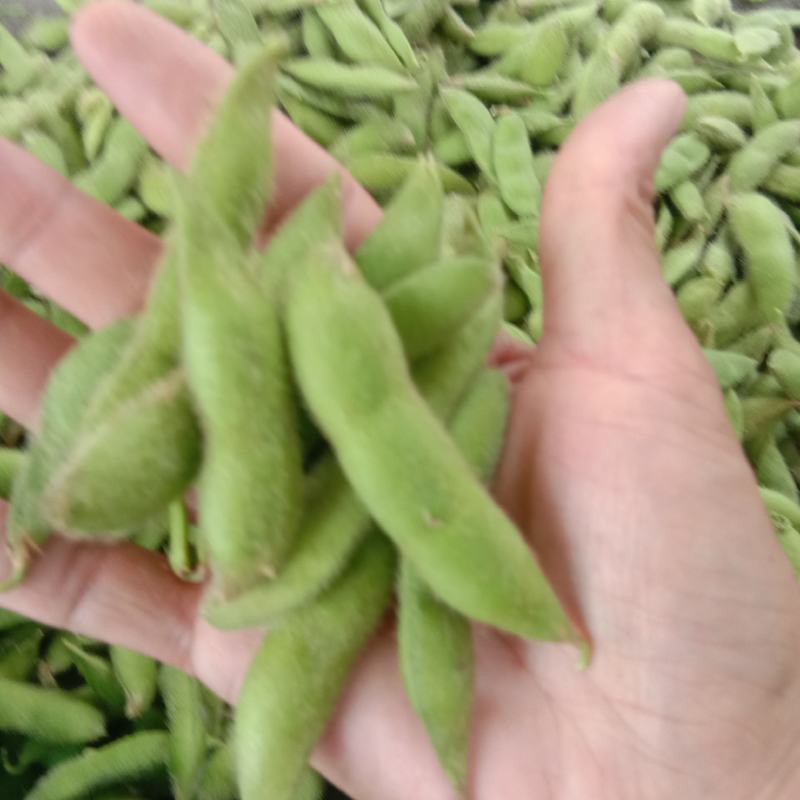 山区精品毛豆，打米豆，大量上市，欢迎您的下单！