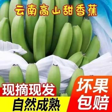【实力推荐】云南正宗红河高山甜香蕉量大从优一手货源