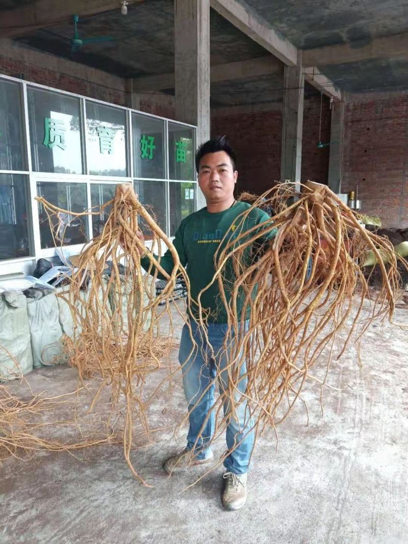 【精品】五指毛桃种苗可选购各种规格包装全国发货容易成活