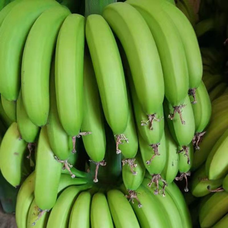 【正宗】云南高原香蕉香甜软糯全国发货可视频看货保质保量