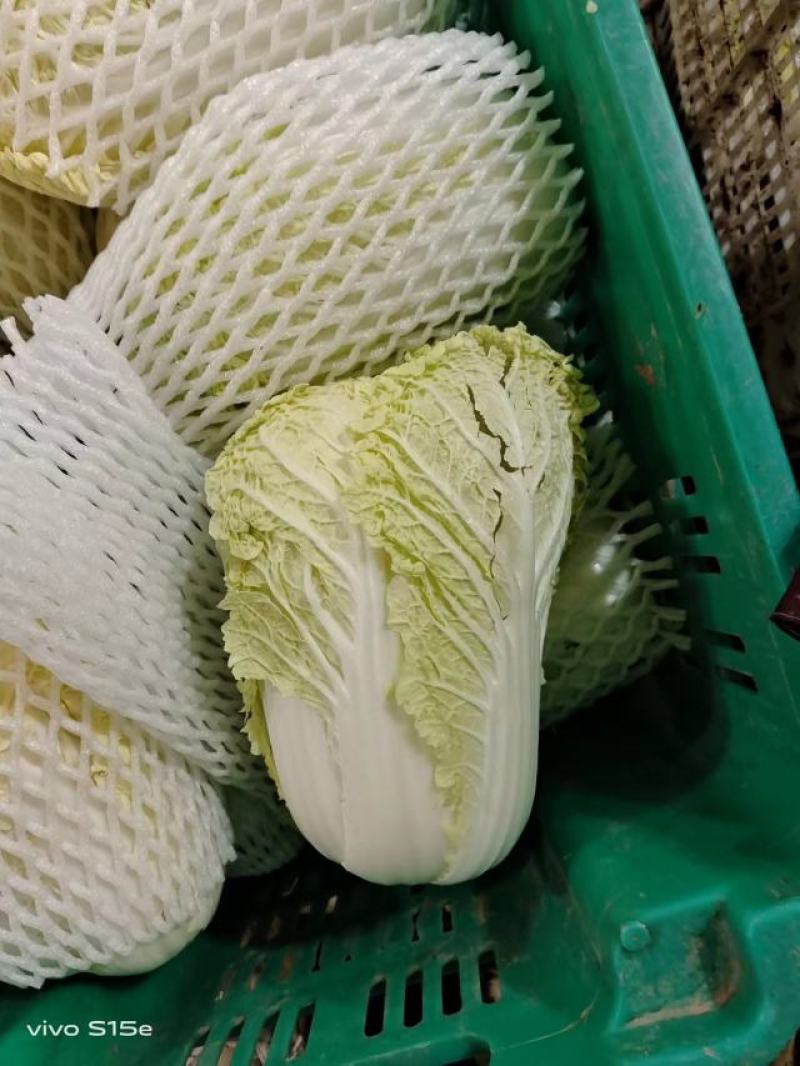 **漂亮的娃娃菜，产地一手货源需要的老板可以过来