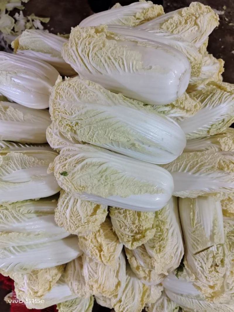 **漂亮的娃娃菜，产地一手货源需要的老板可以过来