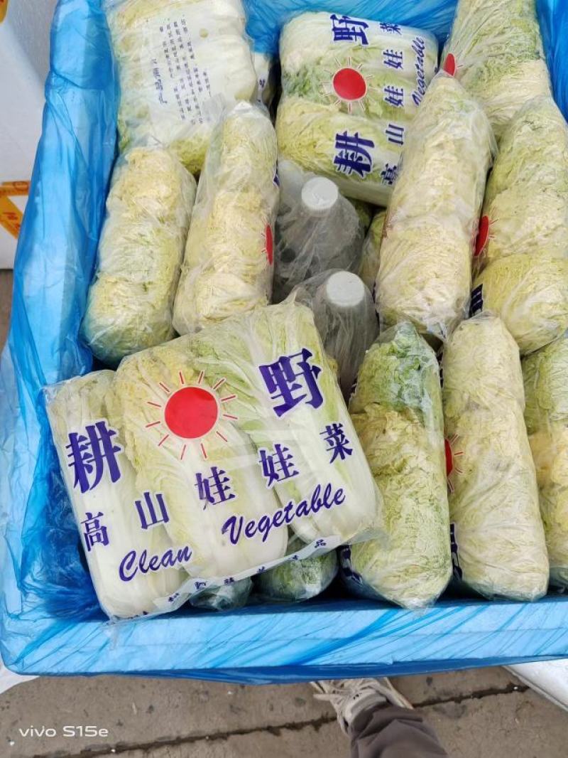 **漂亮的娃娃菜，产地一手货源需要的老板可以过来