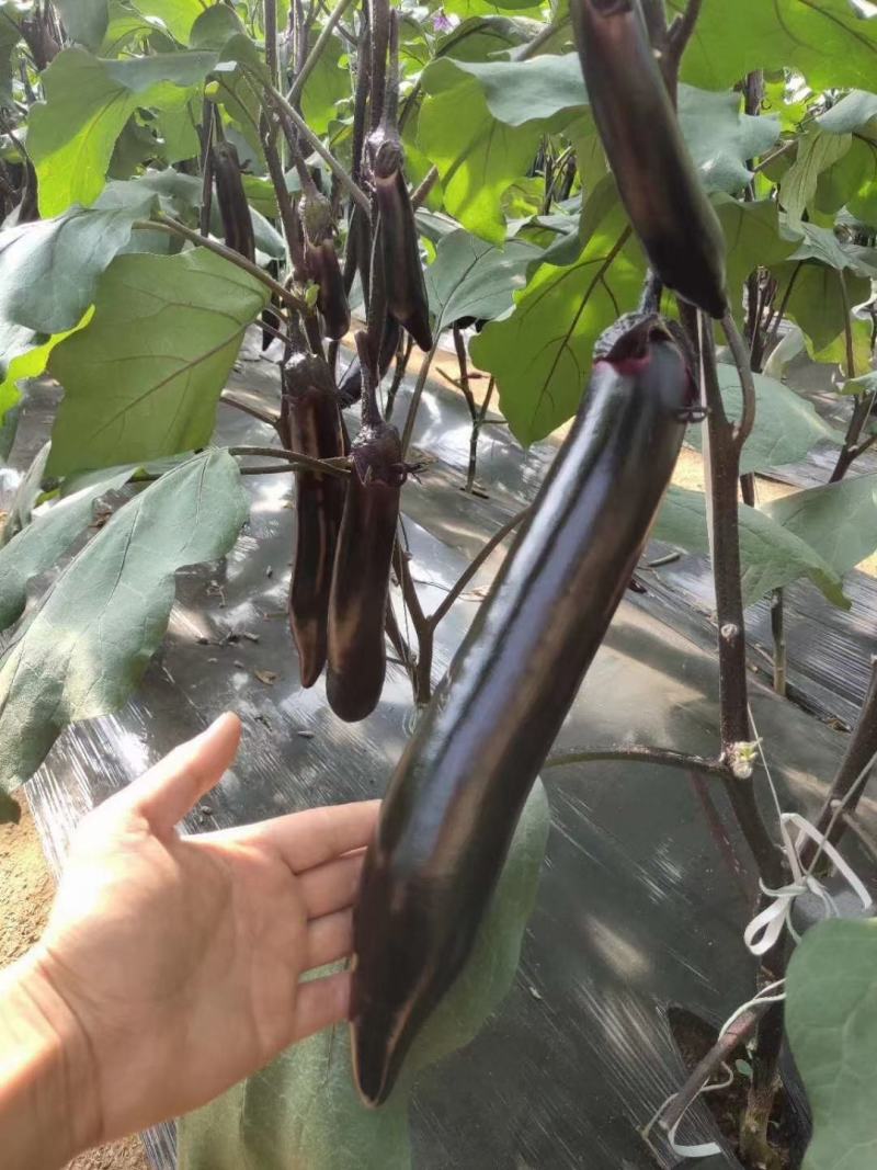 紫红长茄茄子种子商品性好，经济效益高
