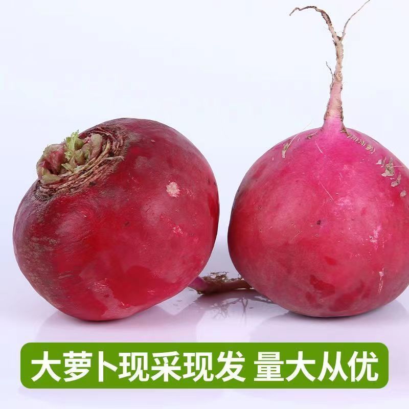 【产地发货】精品红萝卜大量上市个头均圆颜色红